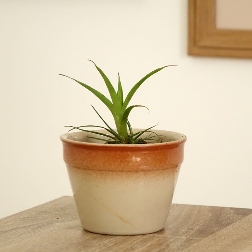Vriesea Madonna