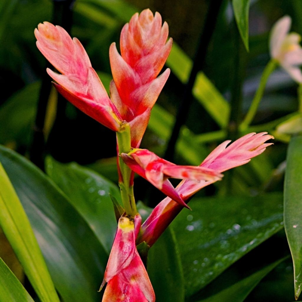 Vriesea Madonna
