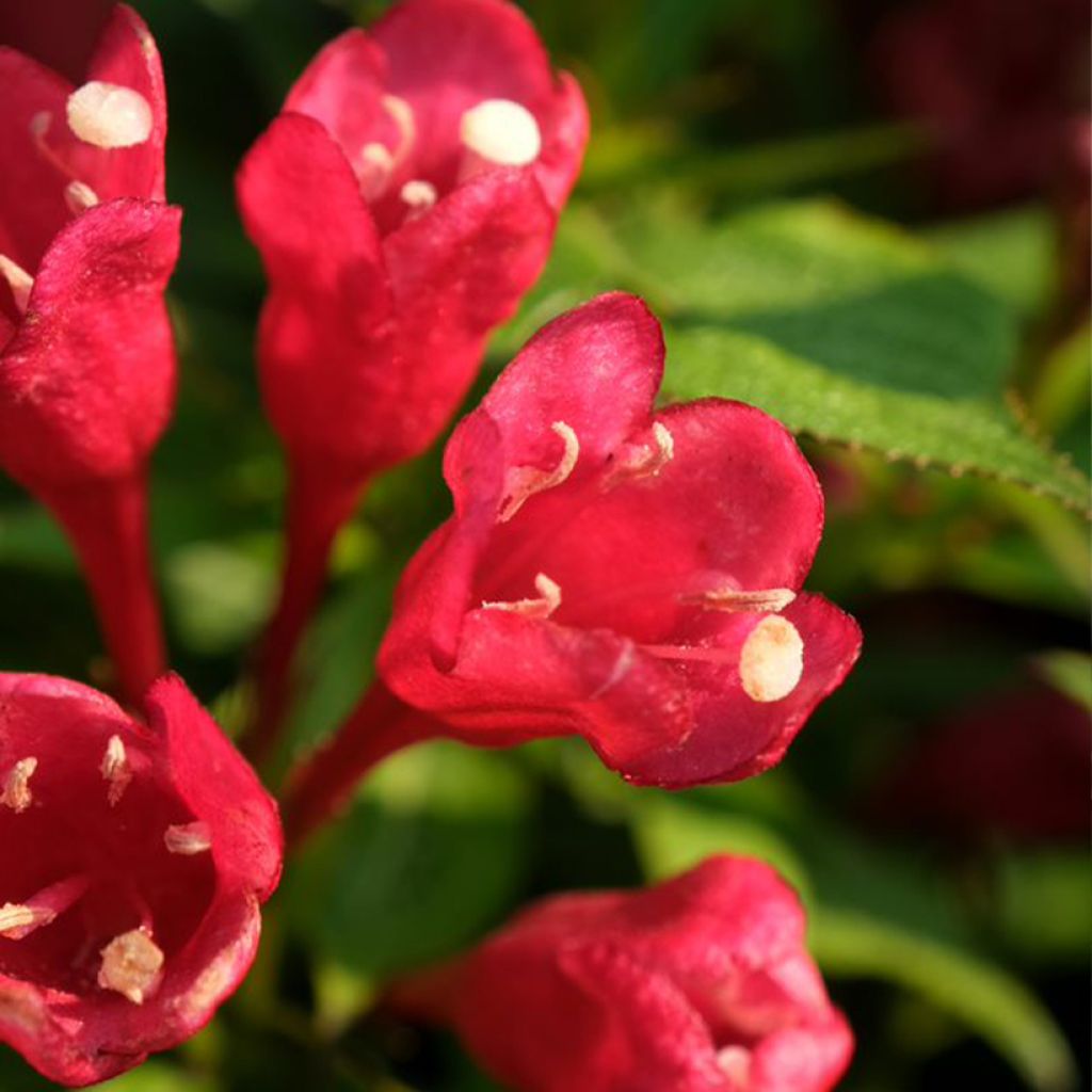 Weigelia Picobella Rosso