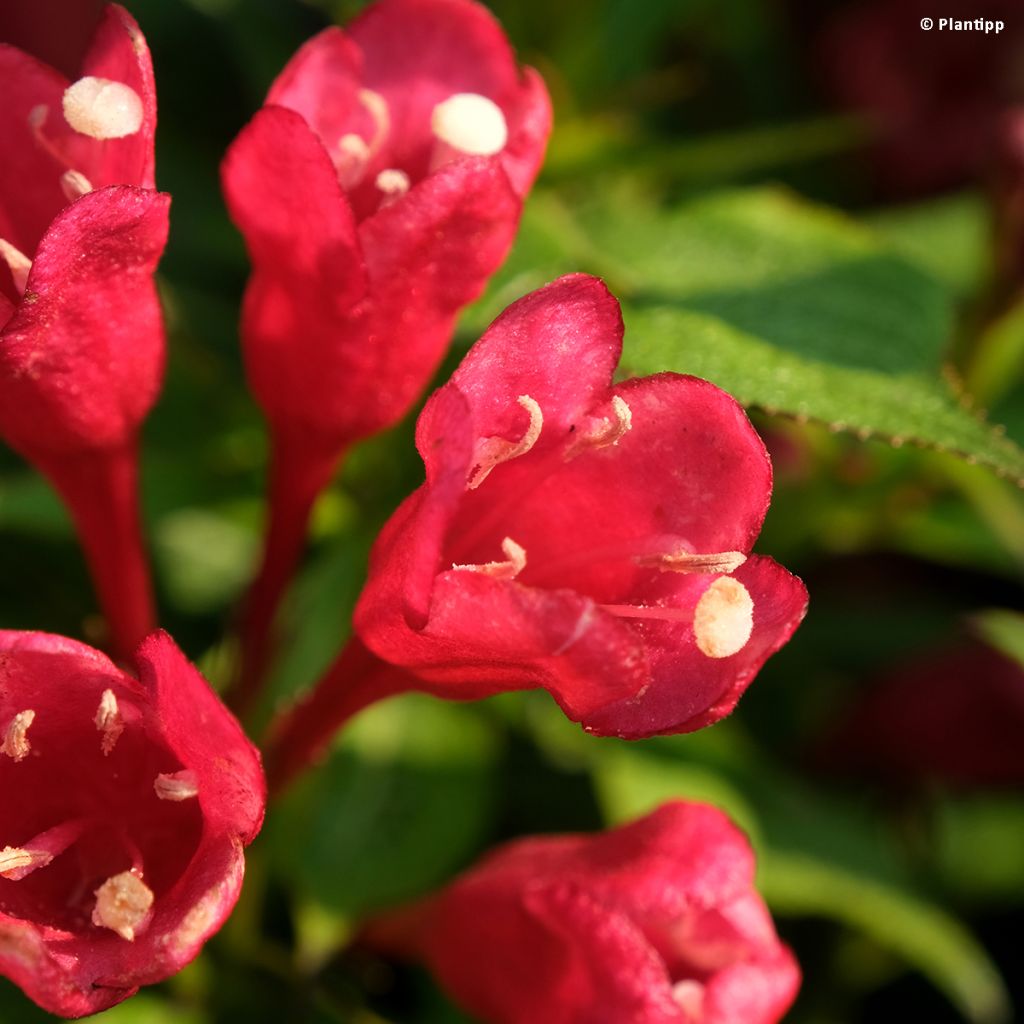 Weigelia Picobella Rosso
