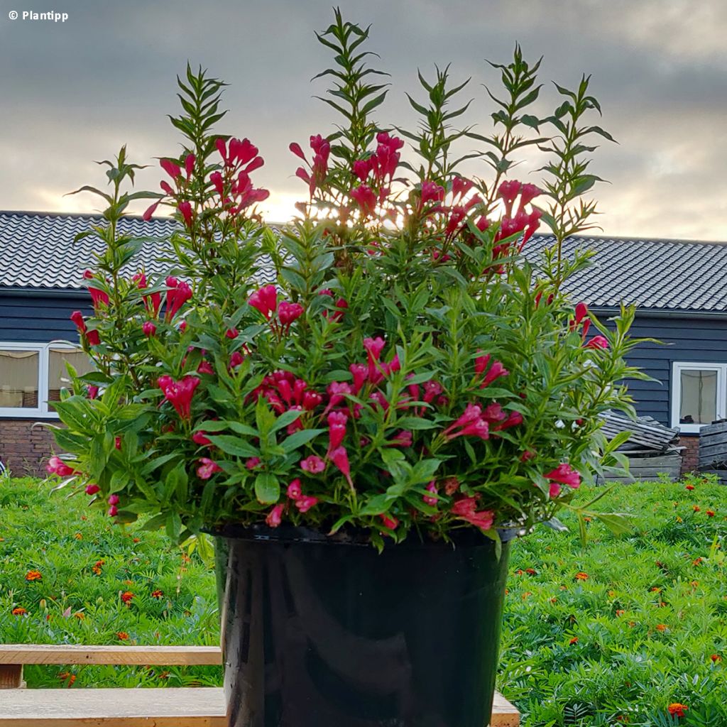 Weigelia Picobella Rosso