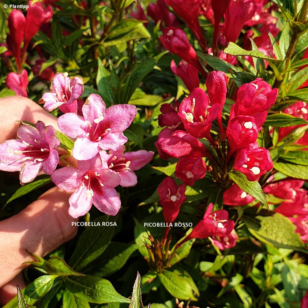 Weigelia Picobella Rosso