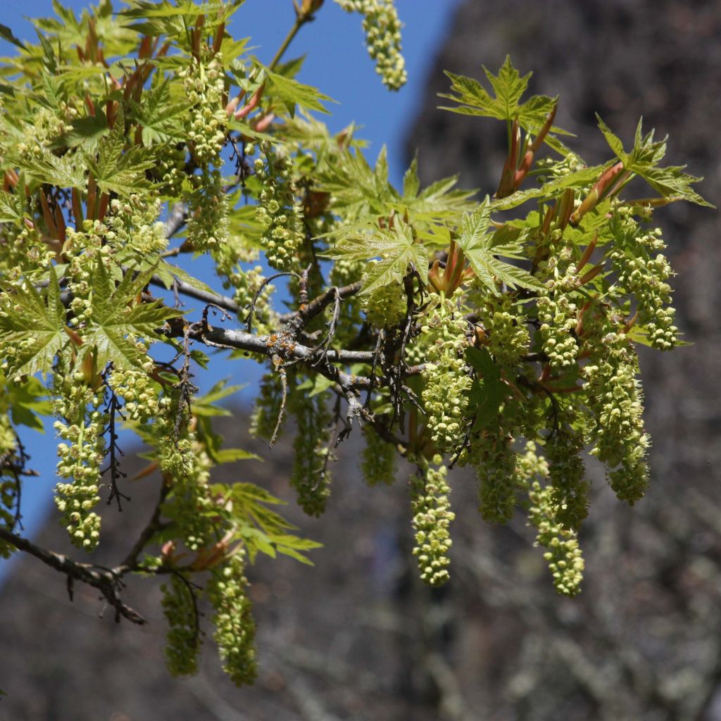 Acer macrophyllum