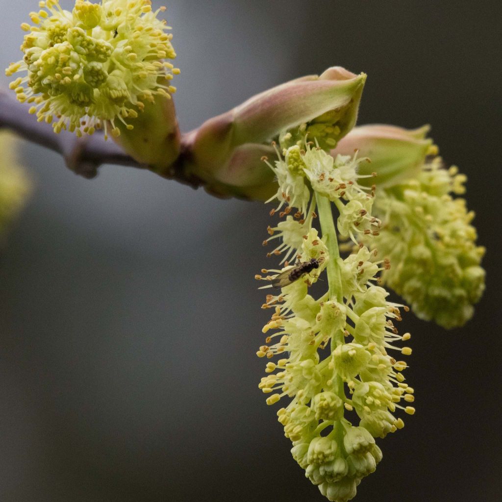Acer macrophyllum