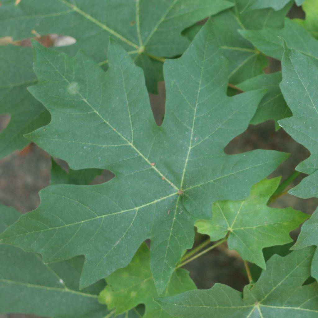 Acer macrophyllum