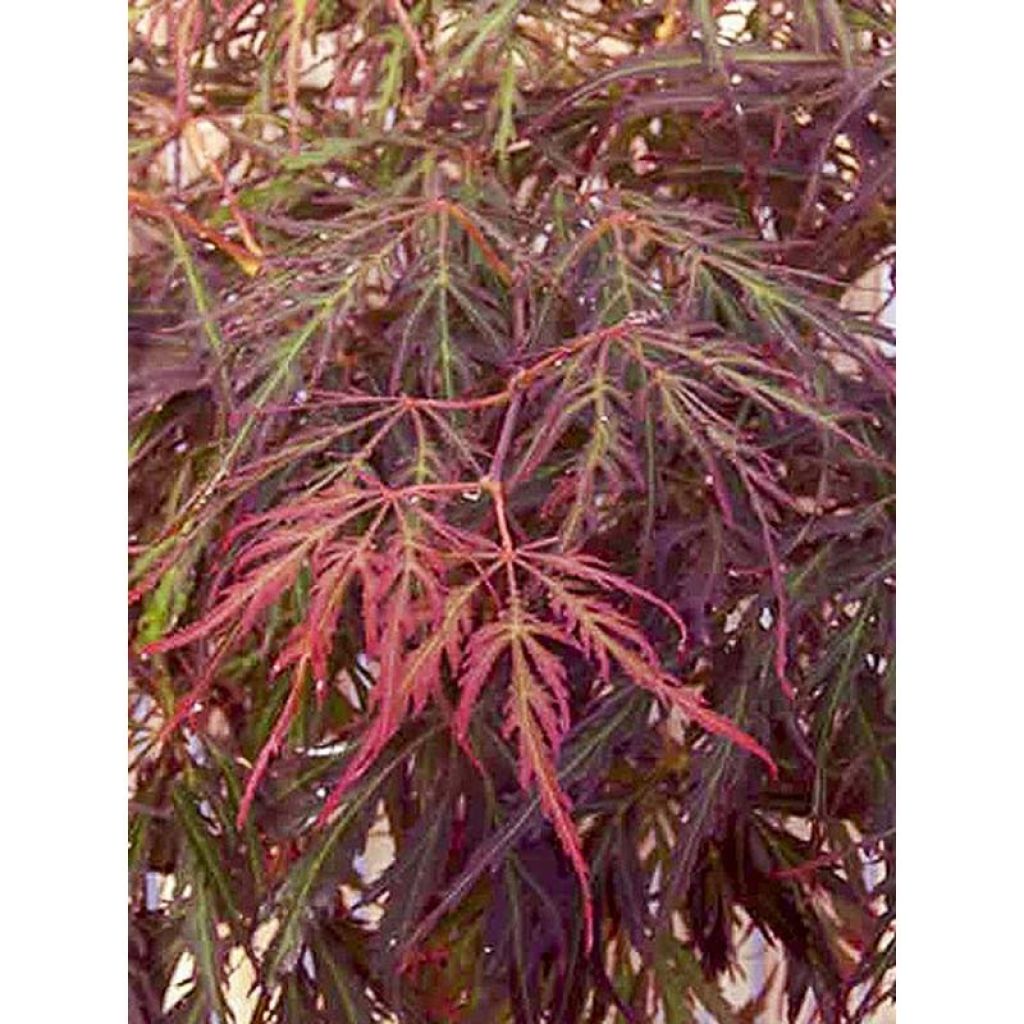 Acer palmatum Crimson Princess - Acero giapponese
