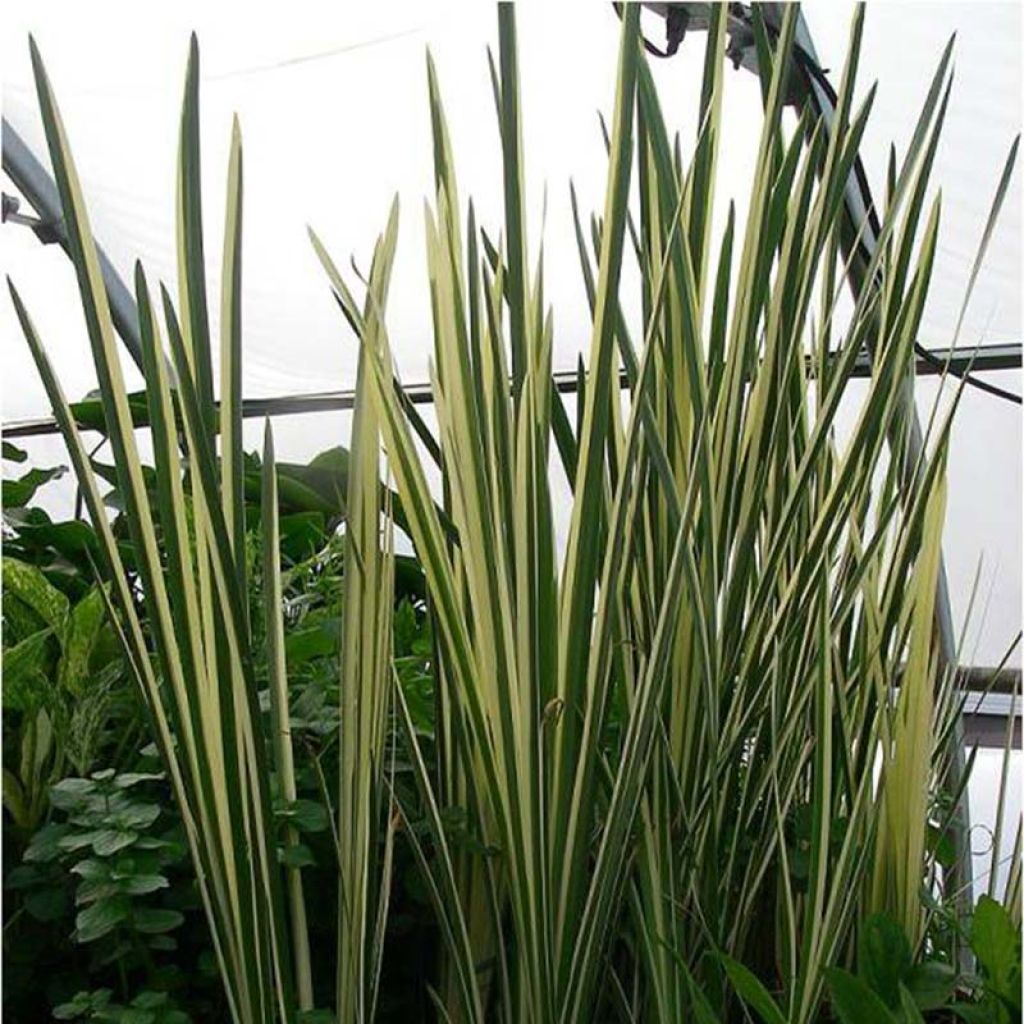 Acorus calamus Variegatus - Calamo aromatico