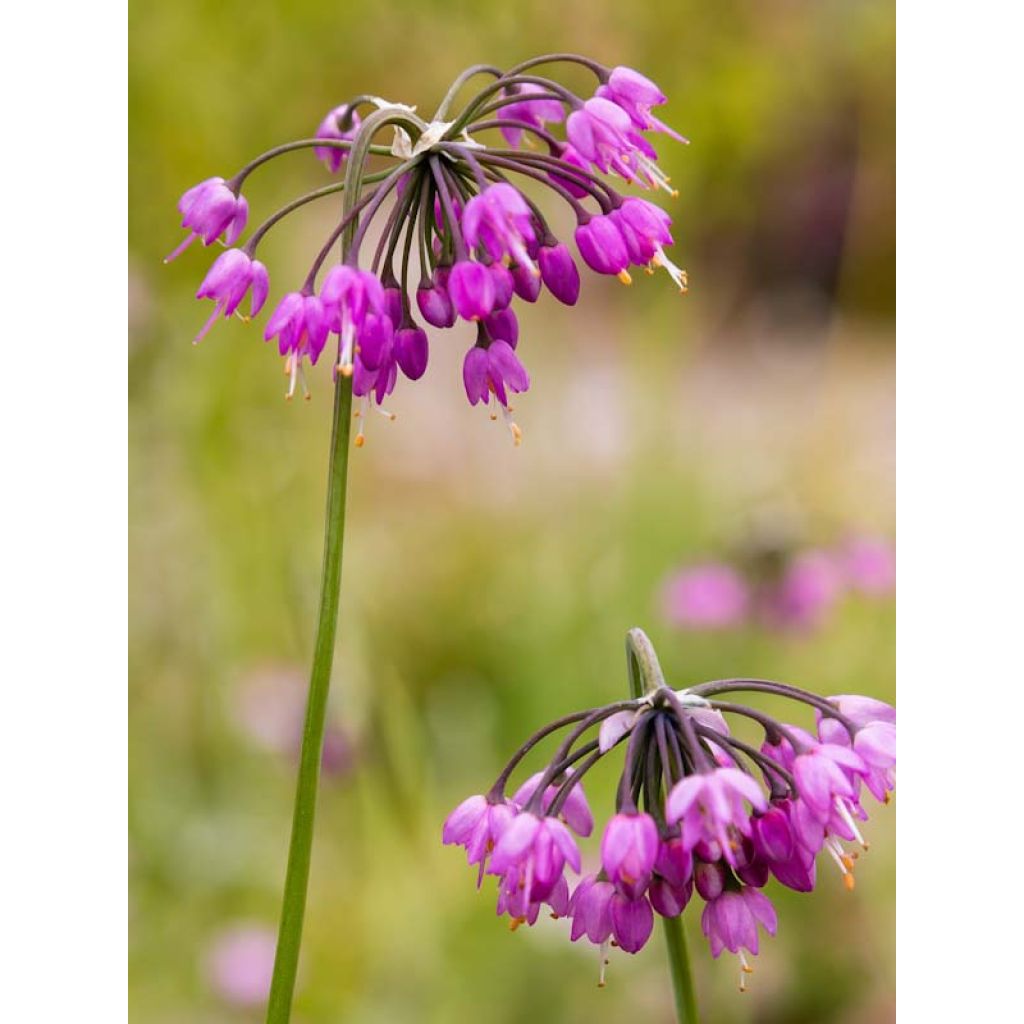 Allium cernuum - Aglio ornamentale