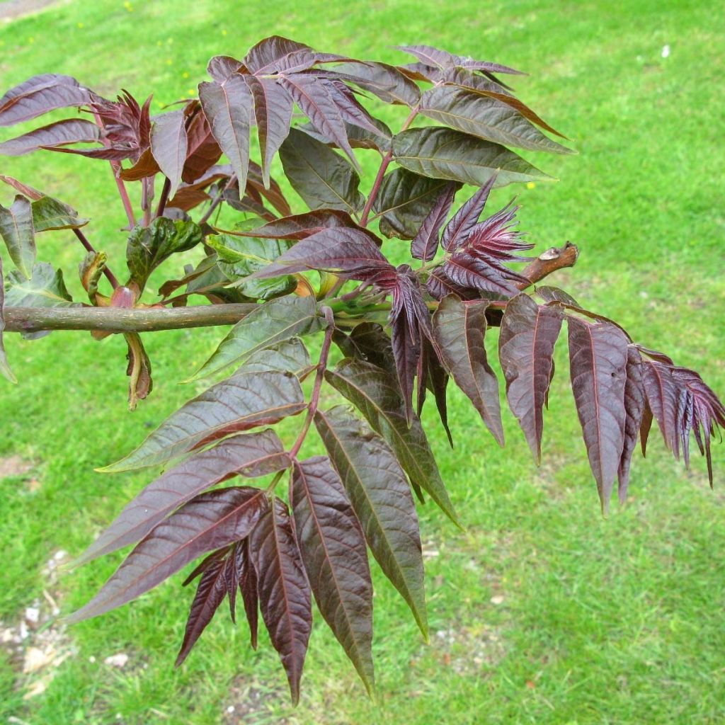 Ailanthus altissima Purple Dragon - Ailanto