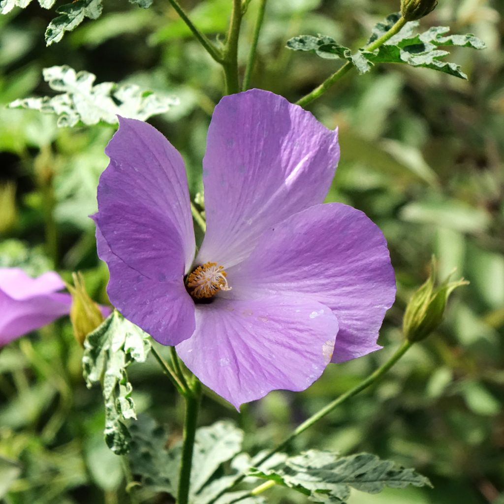Alyogyne huegelii Santa Cruz - Ibisco australiano
