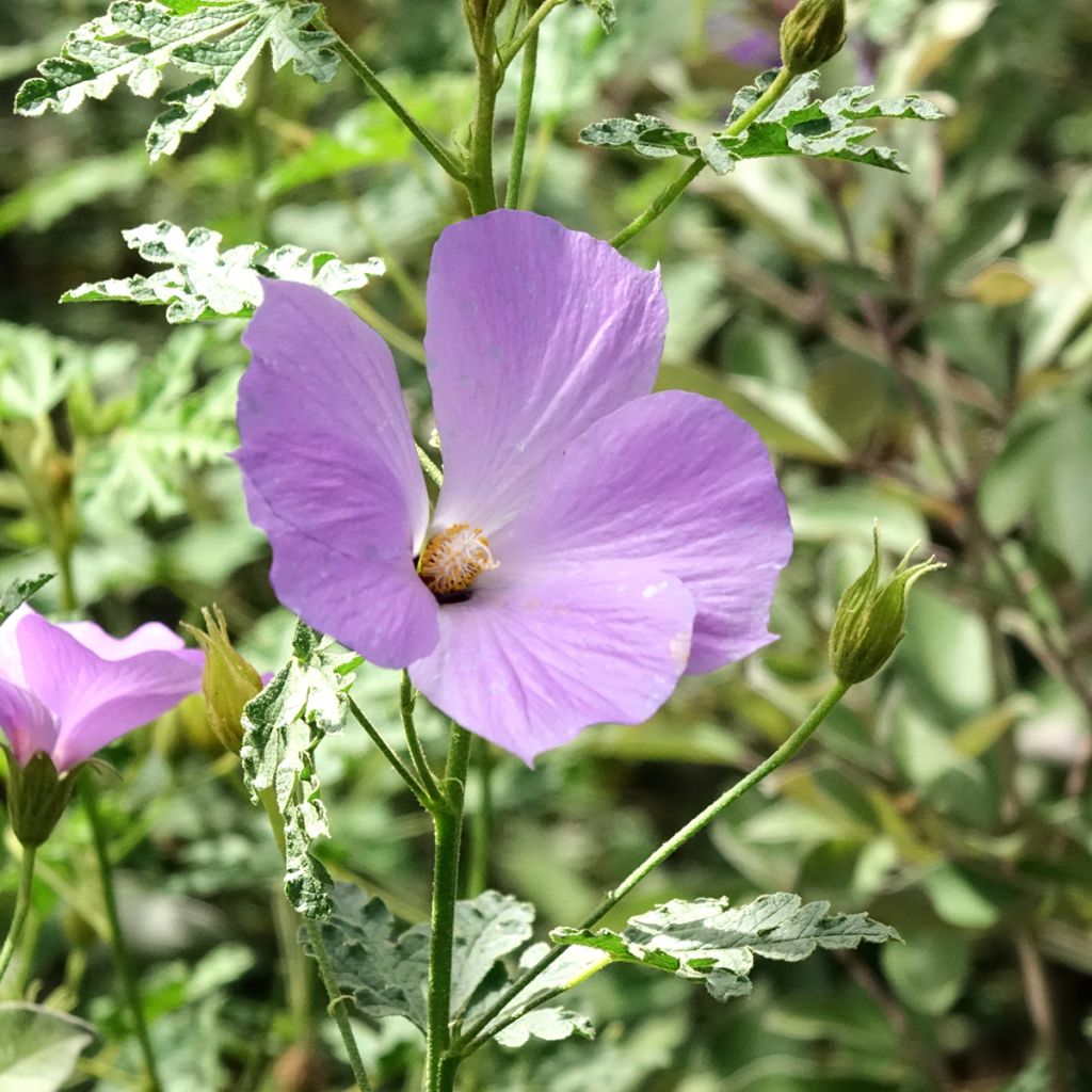 Alyogyne huegelii Santa Cruz - Ibisco australiano