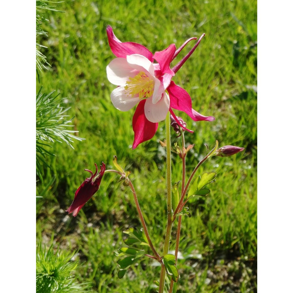 Aquilegia Mac Kana
