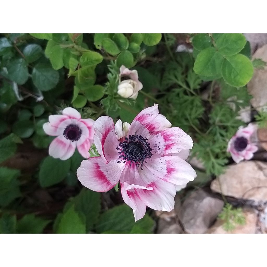 Anemone coronaria Bicolor - Anemone dei fiorai