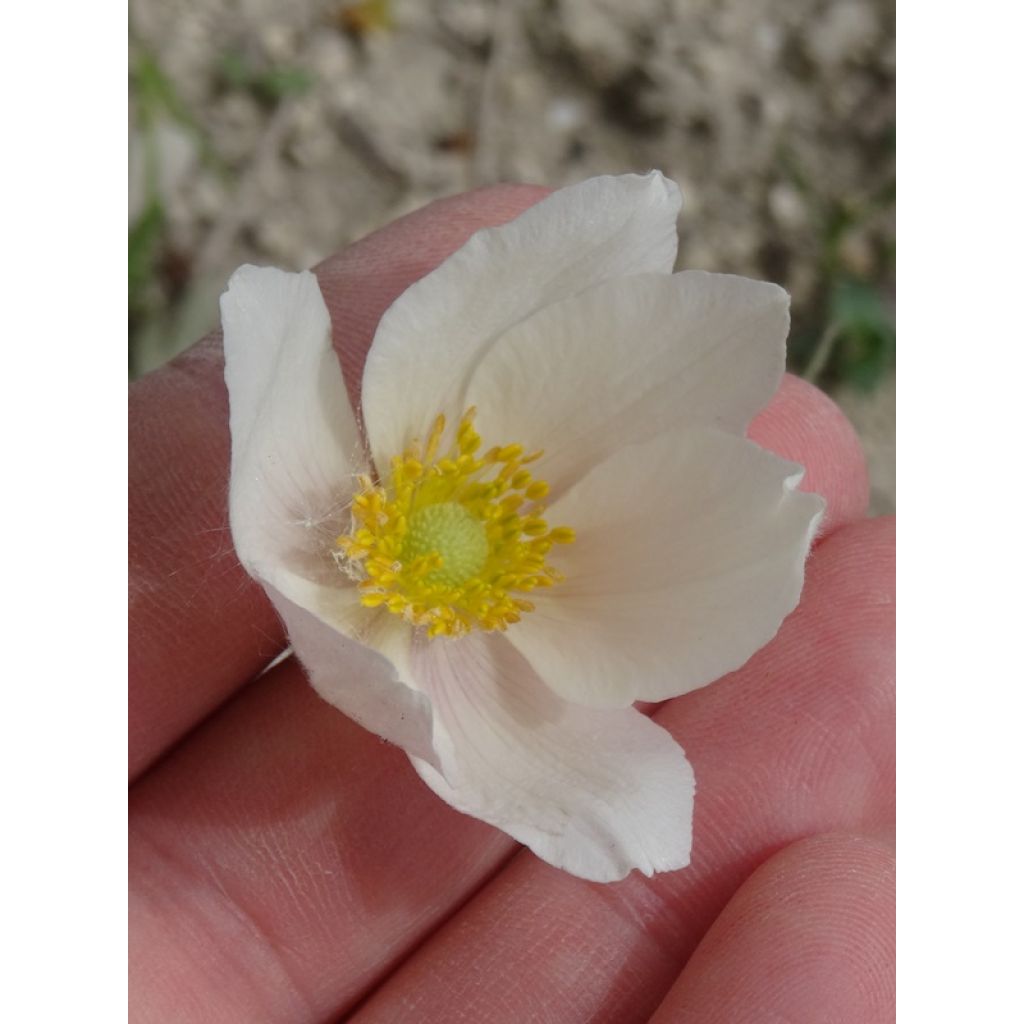 Anemone sylvestris - Anemone silvestre