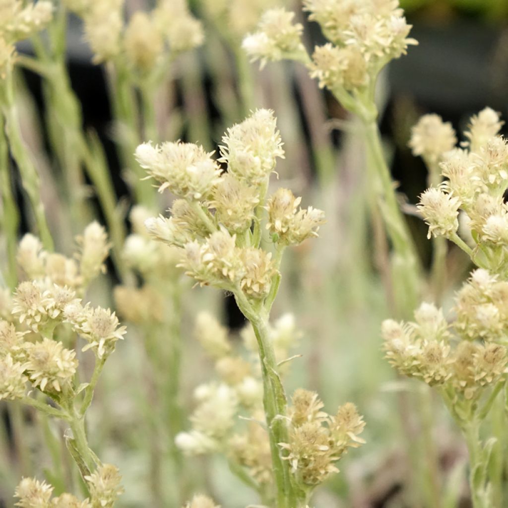 Antennaria dioica var. borealis - Sempiterni di montagna