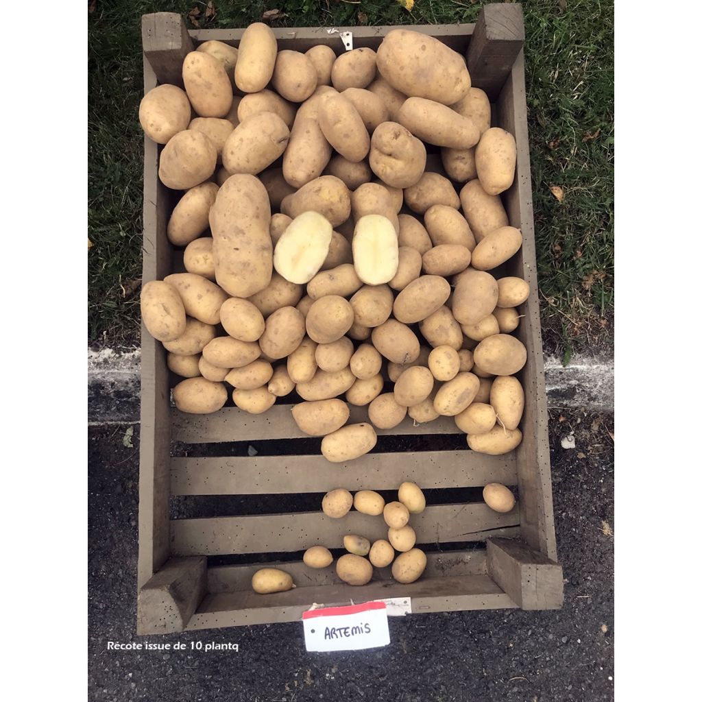 Pomme de terre Artemis
