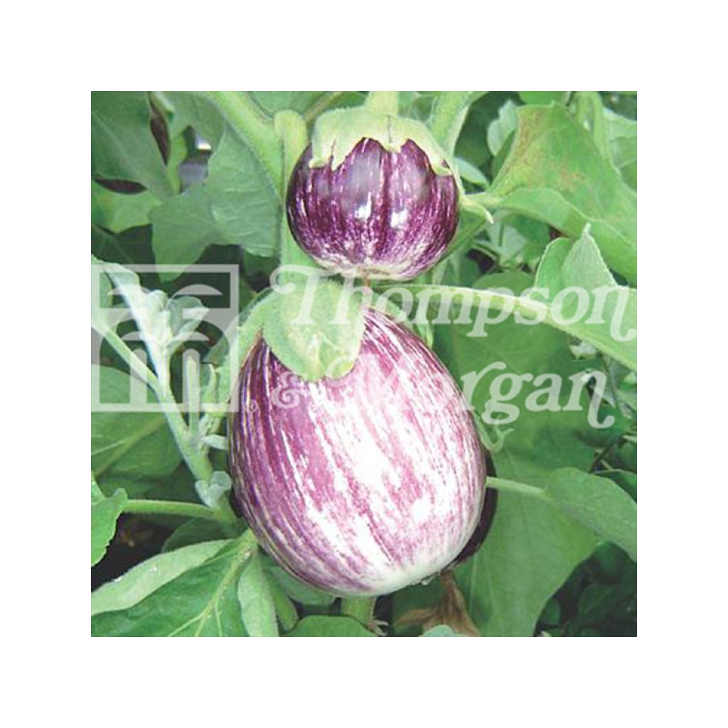 Melanzana Pinstripe