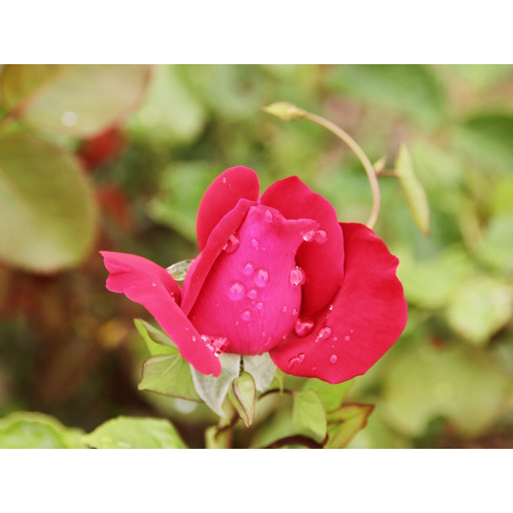 Rosa Dame de Coeur