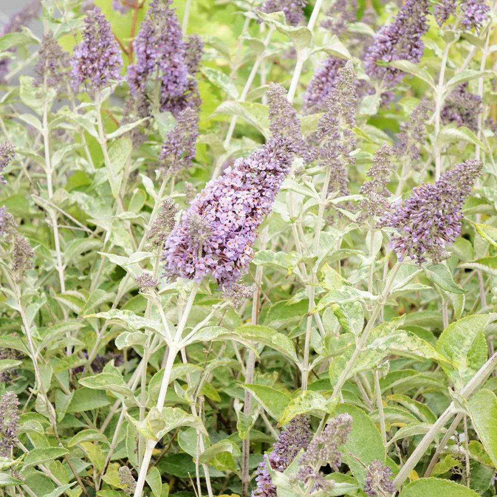 Albero delle farfalle Lochinch