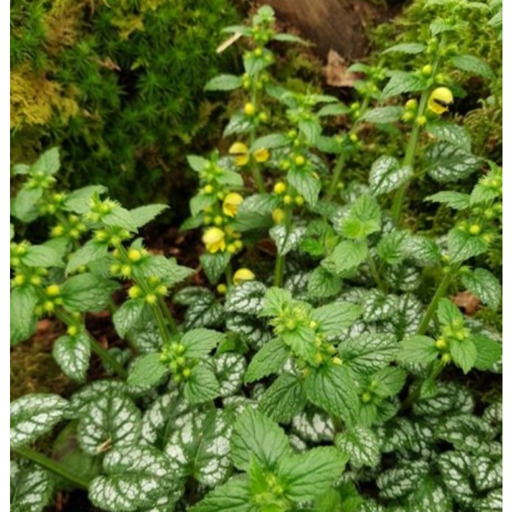 Lamium galeobdolon Kirkcudbright Dwarf