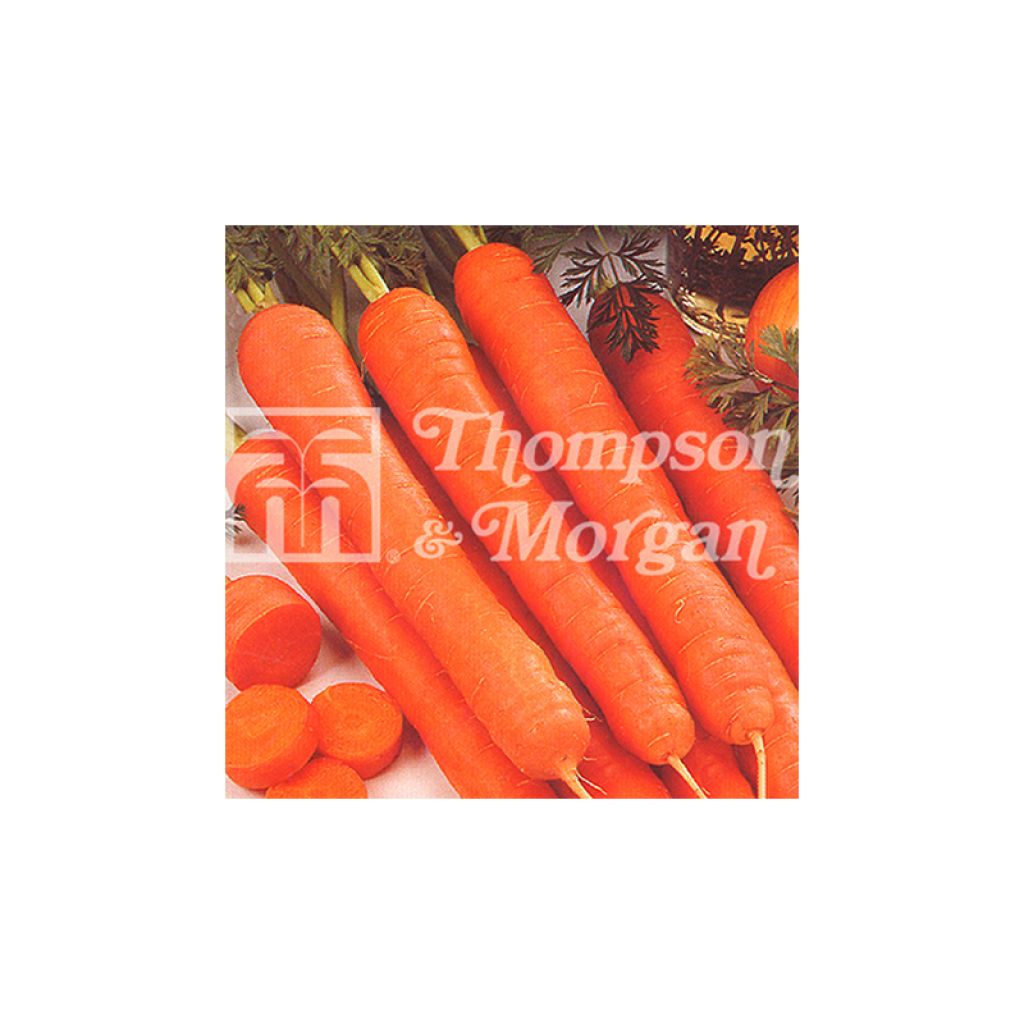 Carota Amsterdam Forcing 3