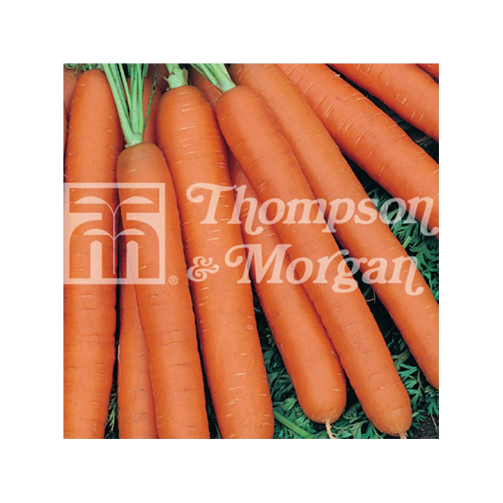 Carota demie-longue Fucino