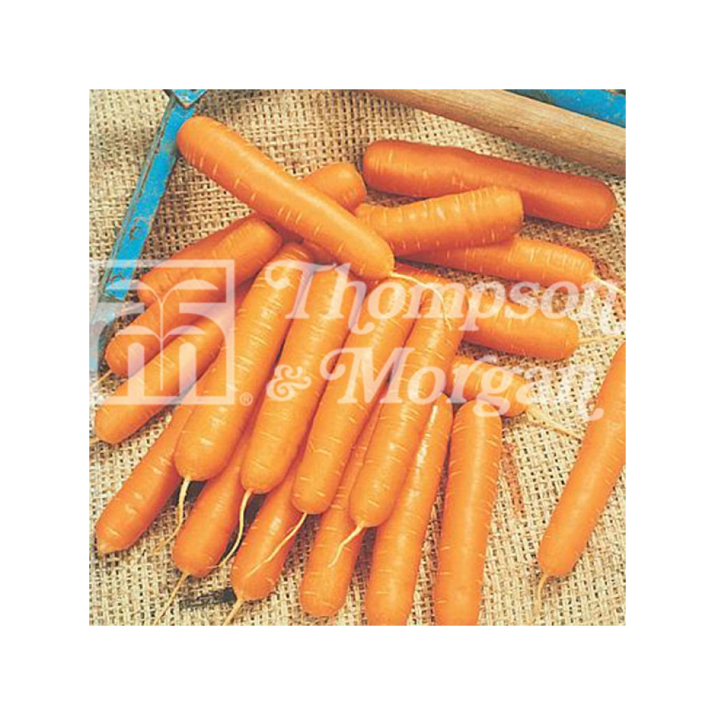 Carota Nandor F1