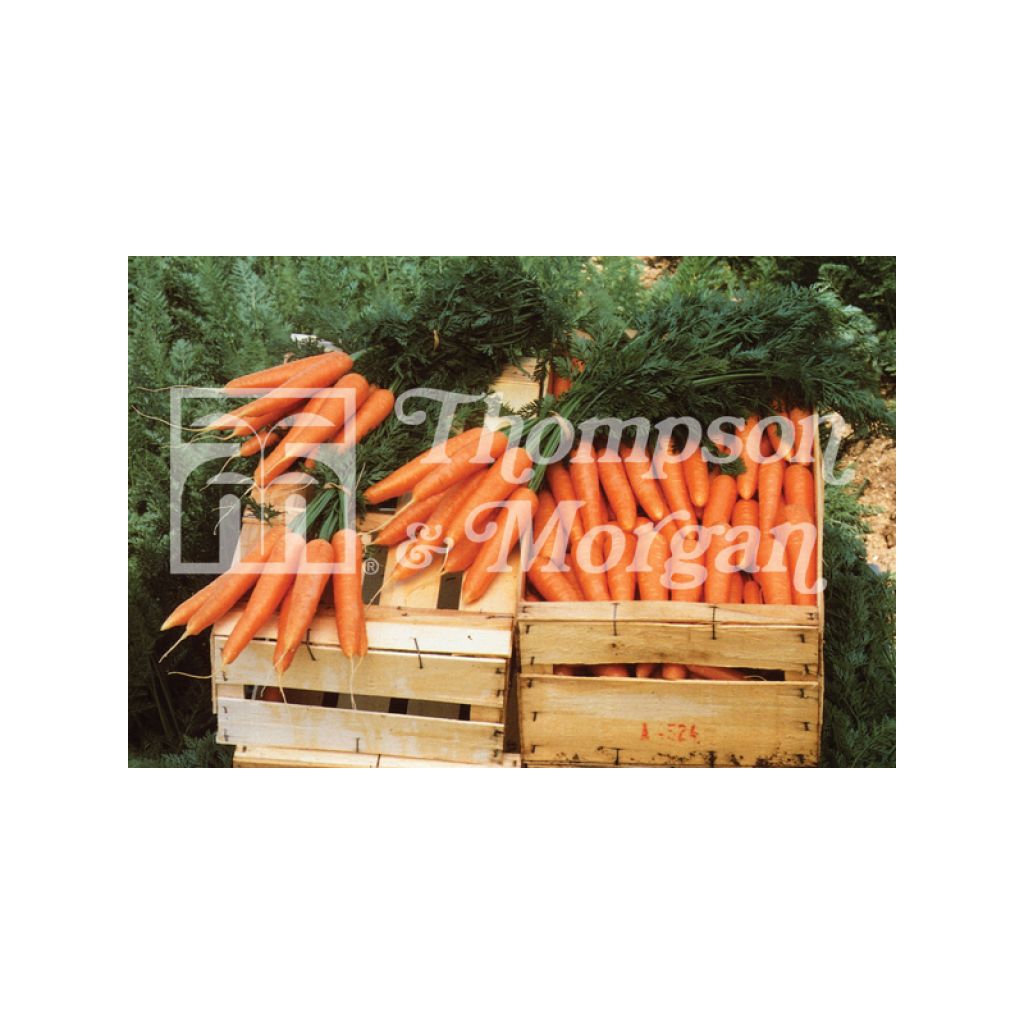 Carota Primo