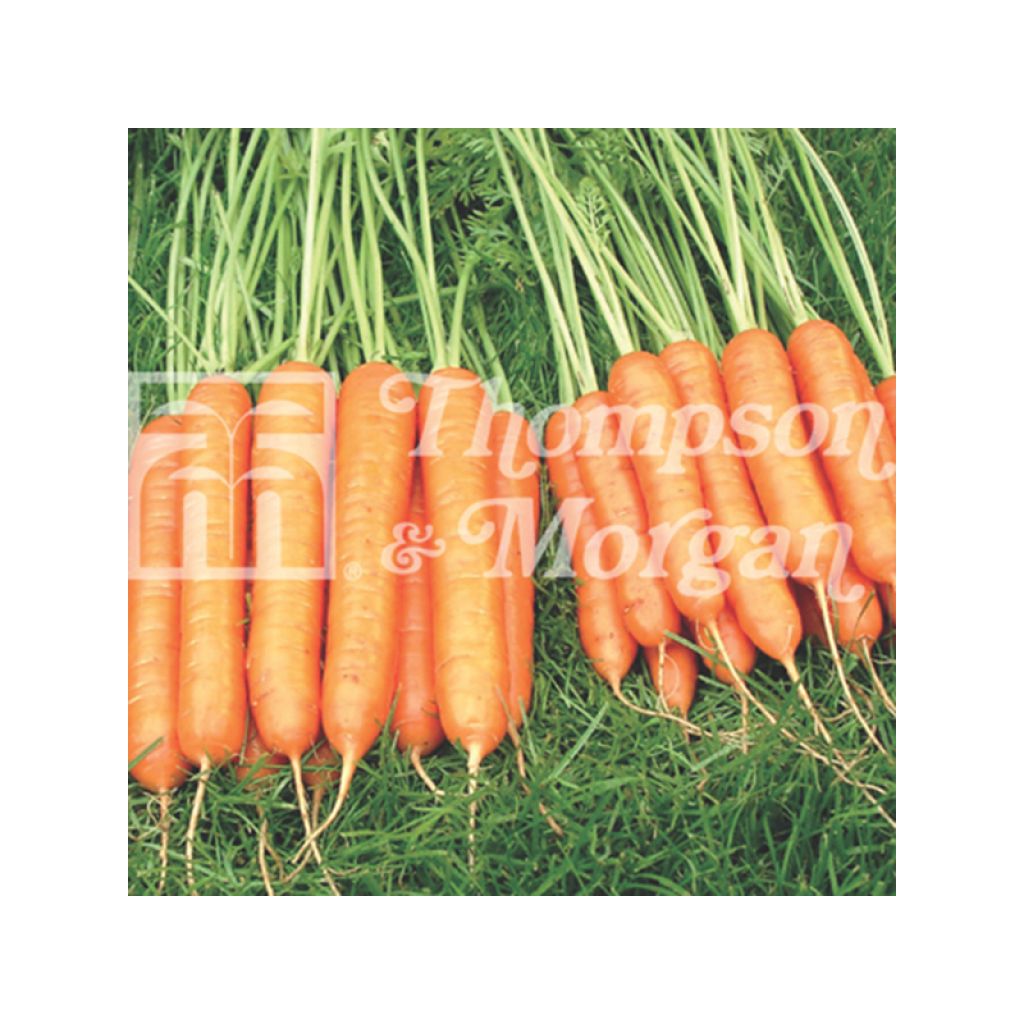 Carota Sweet Candle F1 Hybrid