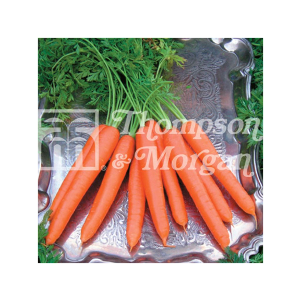 Carota Tendersnax F1