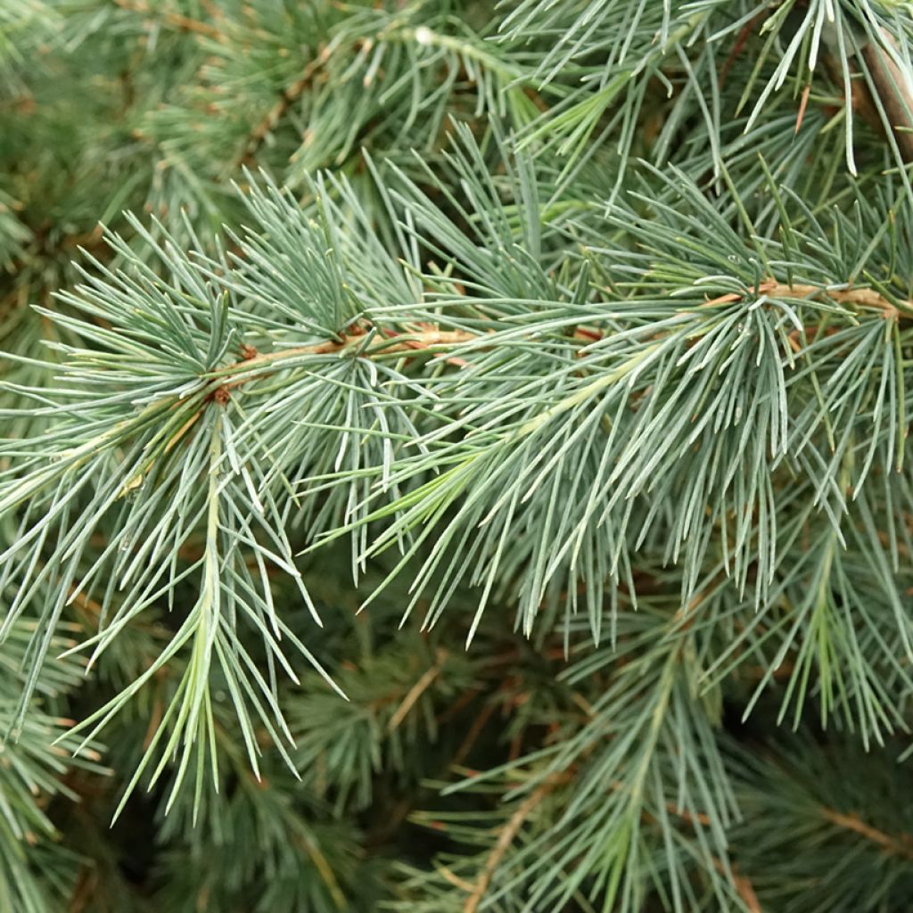 Cedrus deodara Pendula - Cedro dell'Himalaya