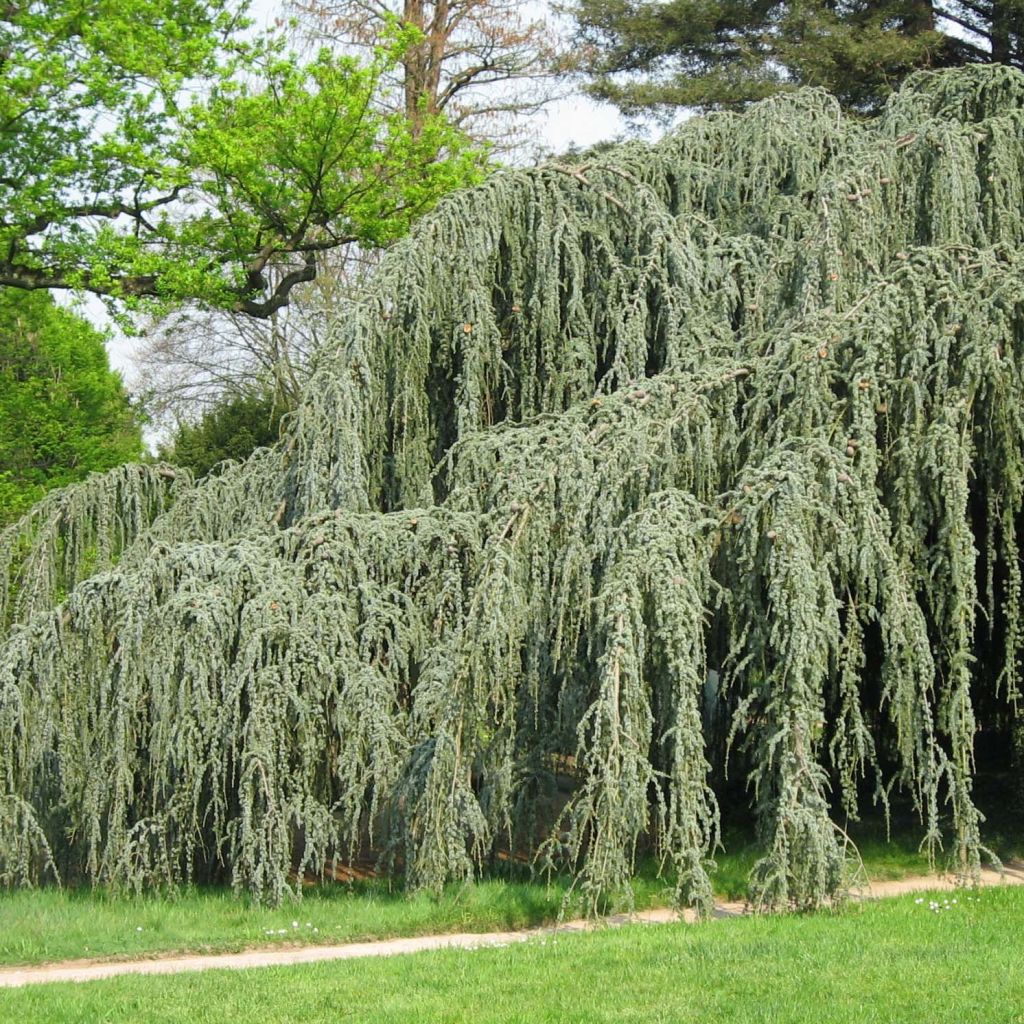 Cedrus libani subsp. atlantica Glauca Pendula - Cedro del Libano