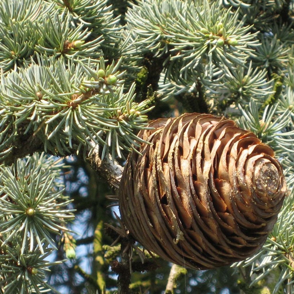 Cedrus libani subsp. atlantica Glauca Pendula - Cedro del Libano