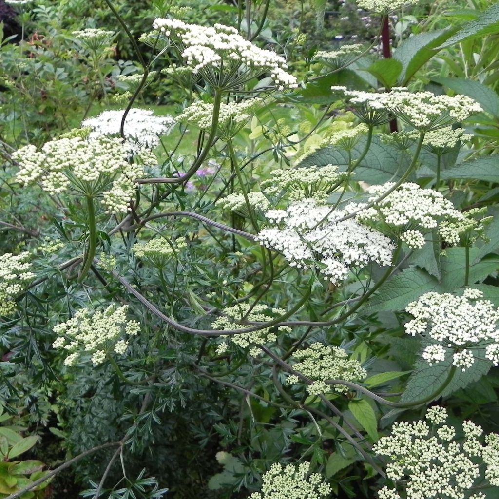 Cenolophium denudatum - Prezzemolo baltico