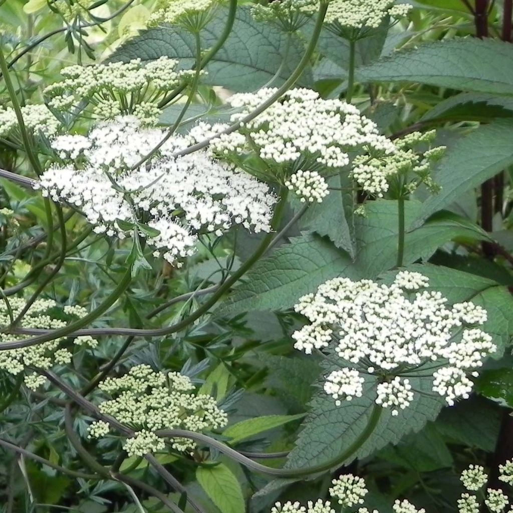 Cenolophium denudatum - Prezzemolo baltico
