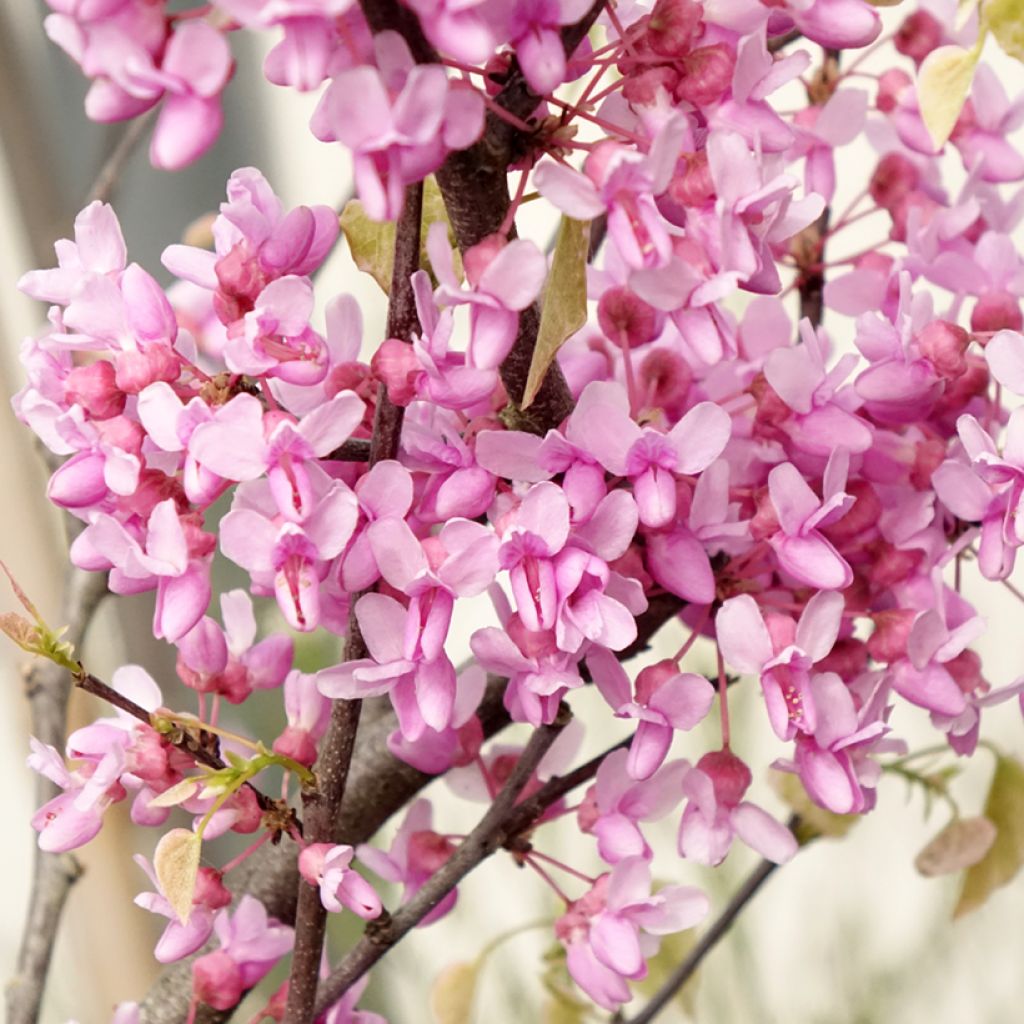 Cercis canadensis Alley Cat - Albero di Giuda