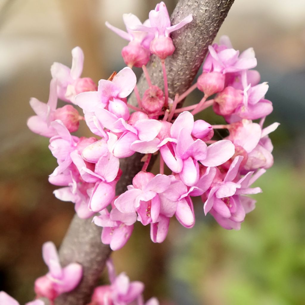 Cercis canadensis Alley Cat - Albero di Giuda