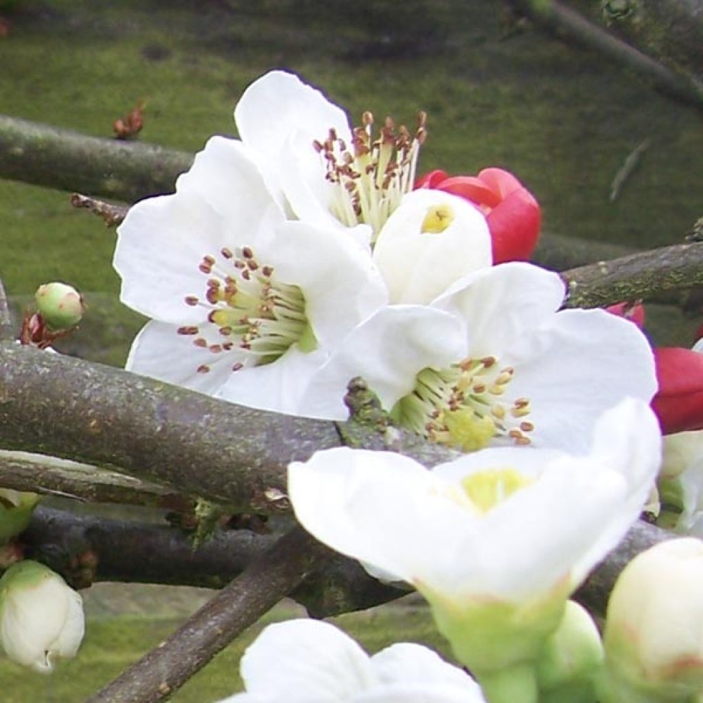 Chaenomeles speciosa Nivalis - Fior di Pesco