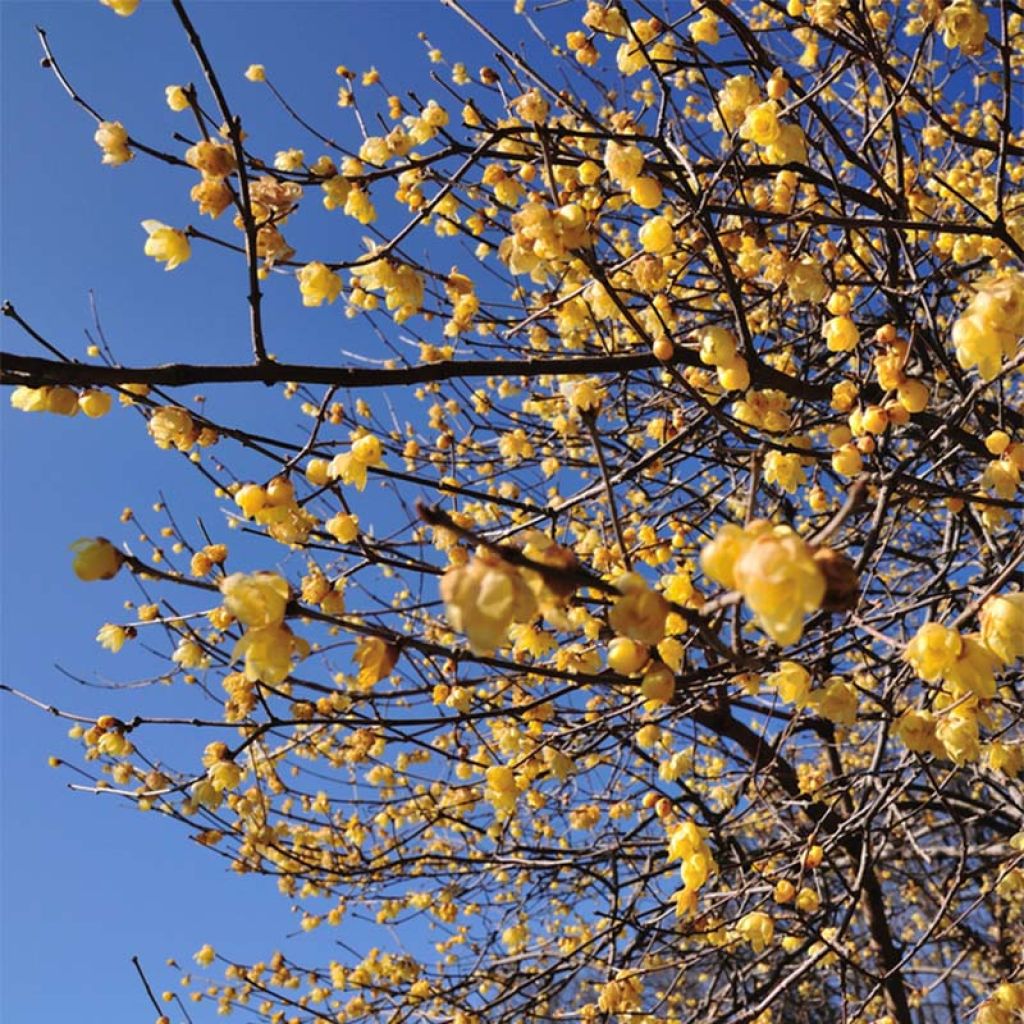 Chimonanthus praecox - Calicanto d'inverno