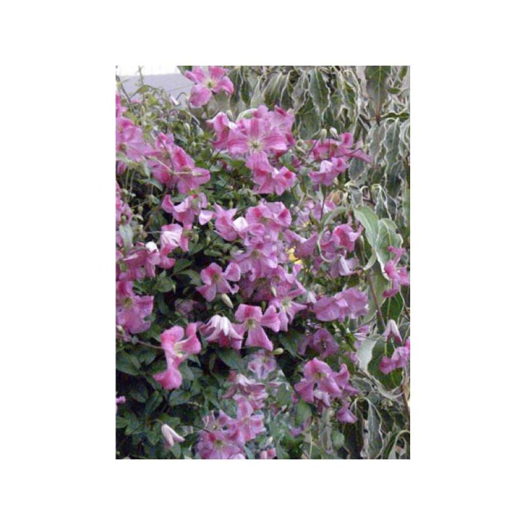 Clematis Krakowiak - Clematide