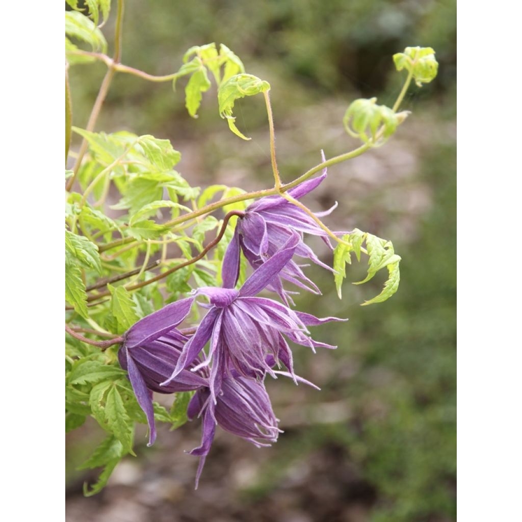 Clematis Eximia - Clematide