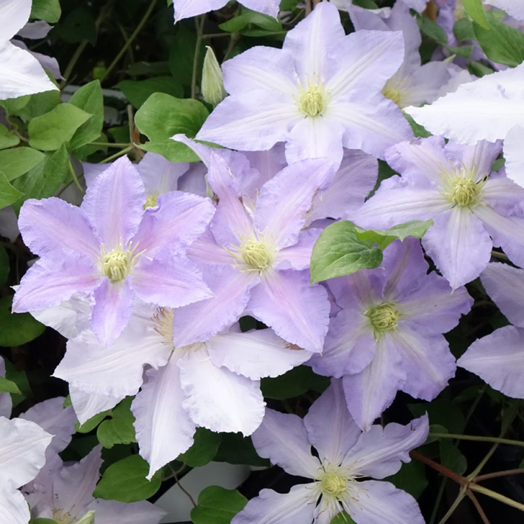 Clematis Spotlight - Clematide