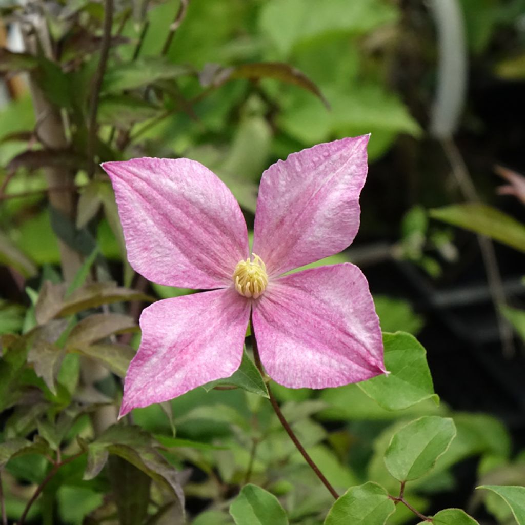 Clematis tangutica Grace - Clematide