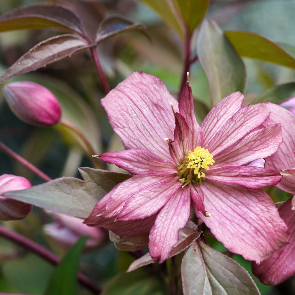 Clématite des montagnes - Clematis montana Sunrise