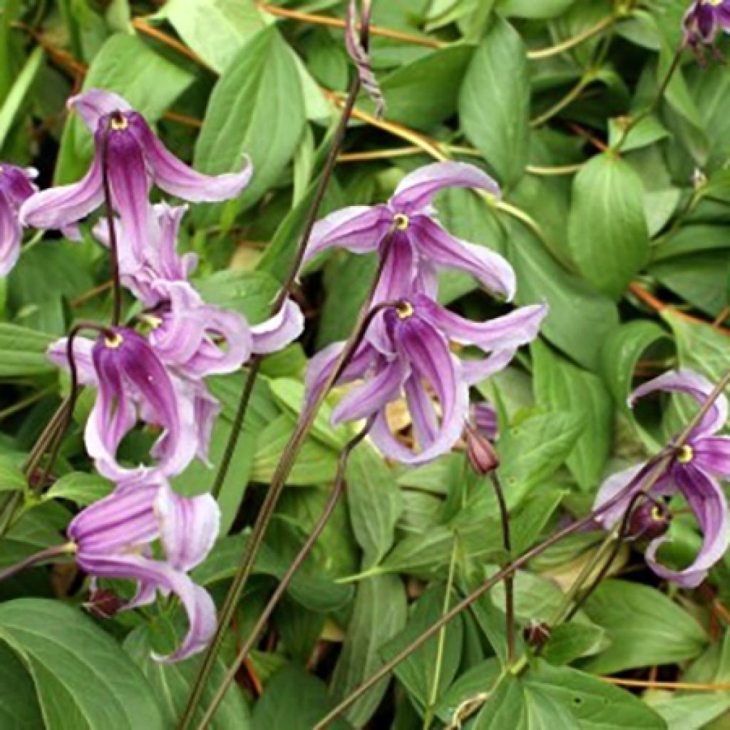 Clematis integrifolia Rosea - Clematide