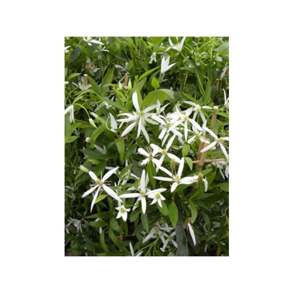 Clematis Southern Cross - Clematide