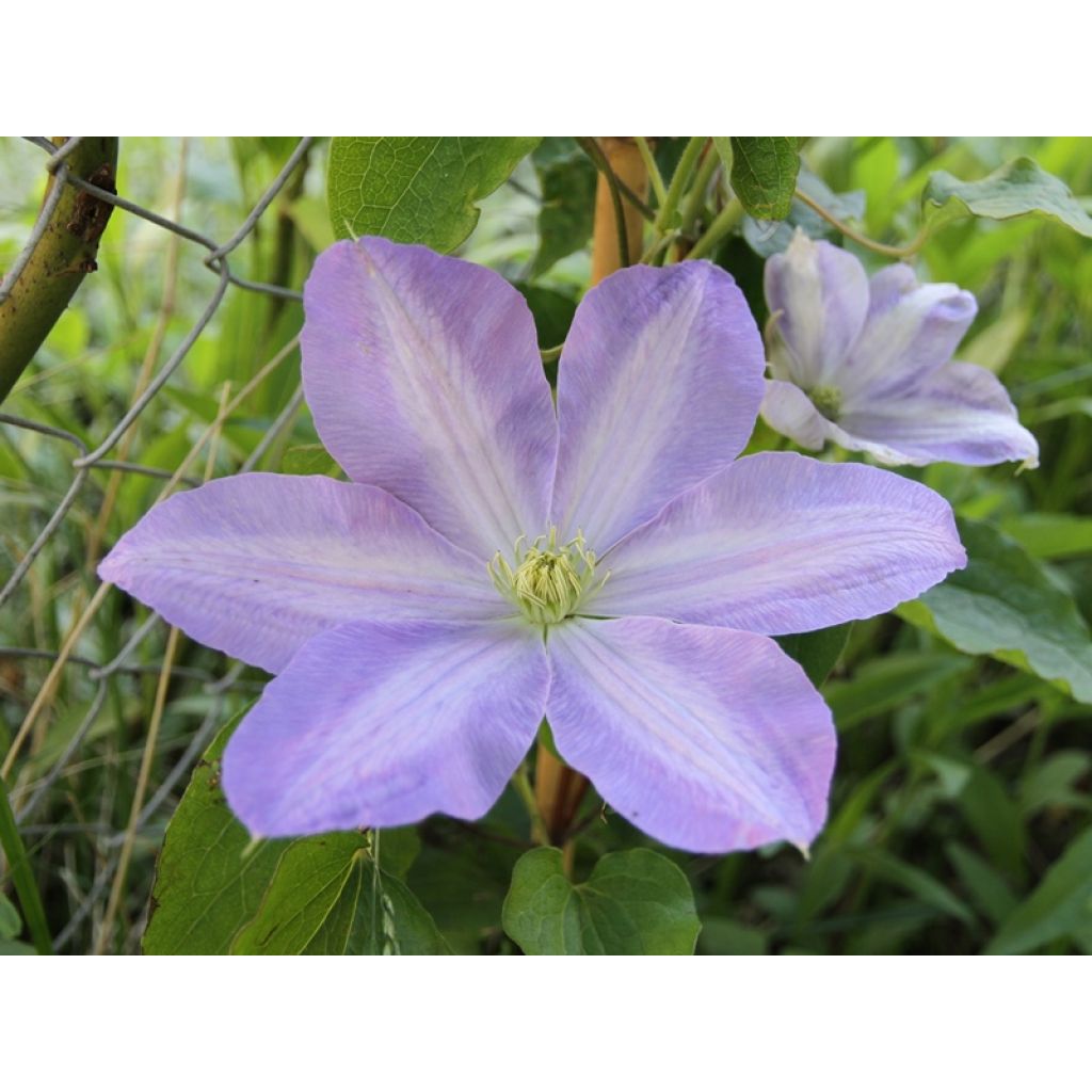 Clematis Success Lavender - Clematide