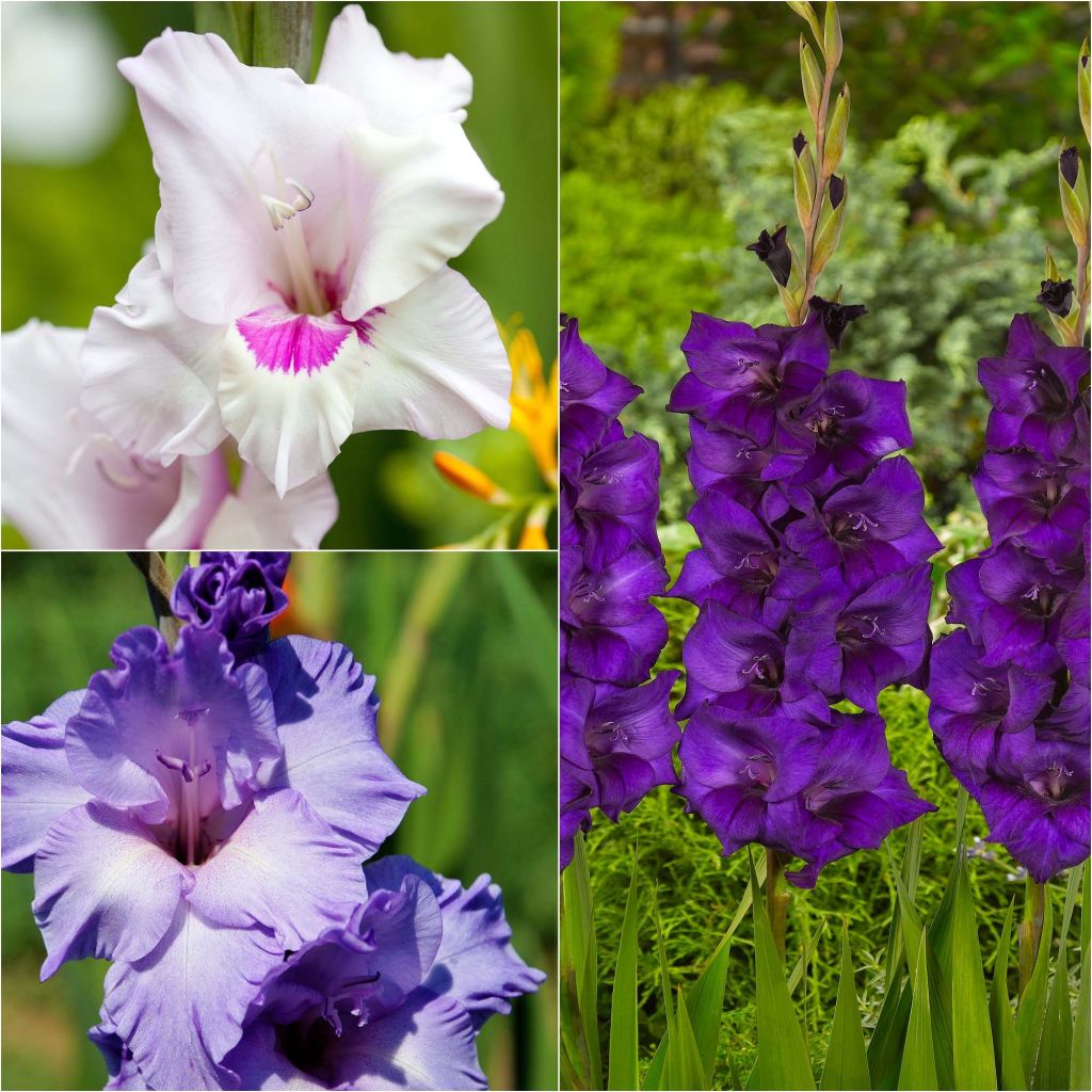 Collezione 60 Gladioli Blues