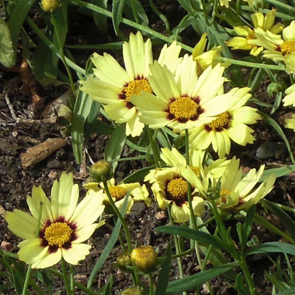Coreopsis Redshift