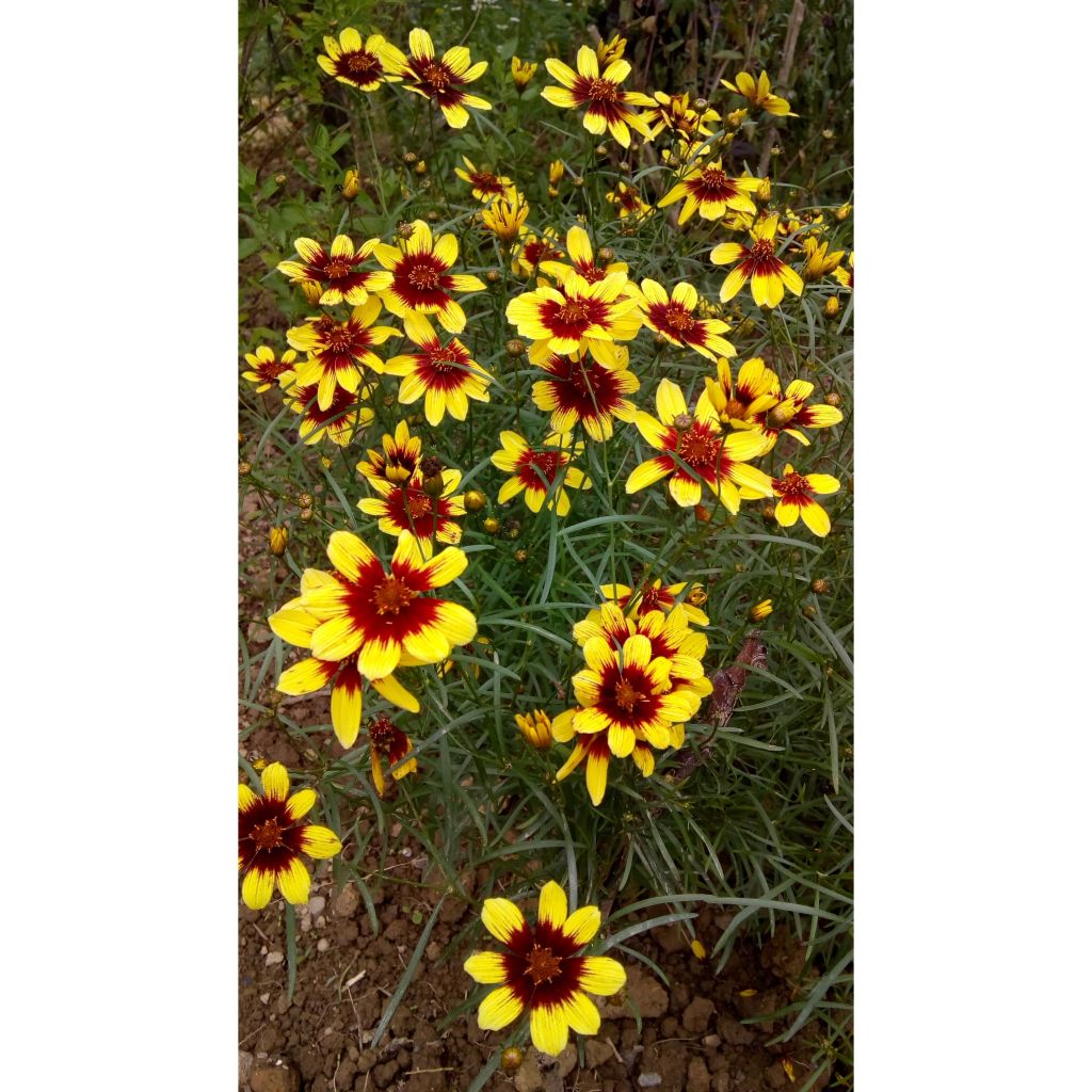 Coreopsis verticillata Bengal Tiger